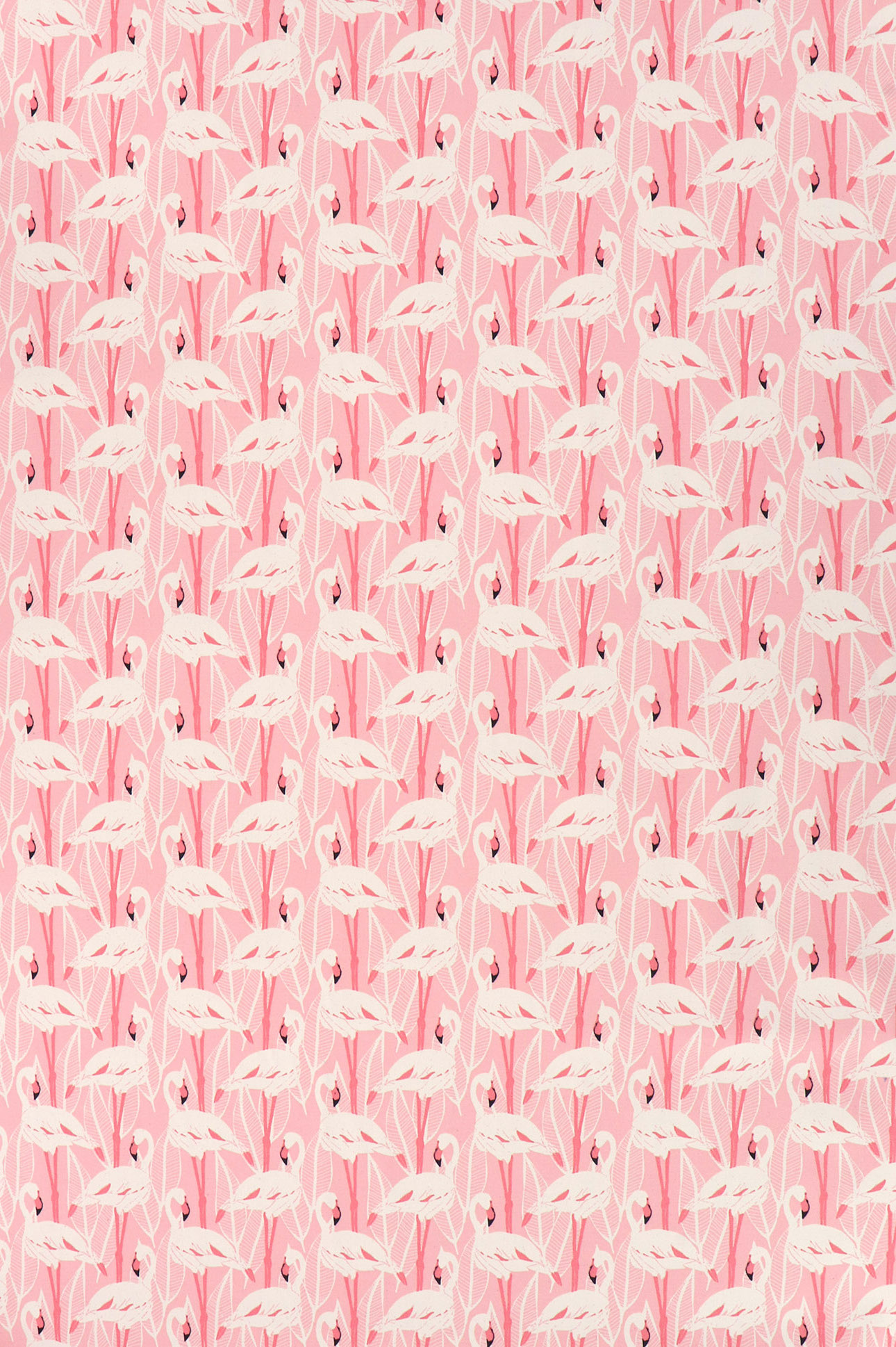 Canvas, Flamingos